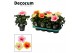 Hibiscus rosa-sinensis tutti frutti mix Decorum mix 