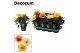 Hibiscus rosa-sinensis tutti frutti mix Decorum mix 