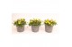 Delosperma cooperi lido yellow with eye 
