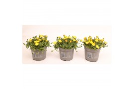 Delosperma cooperi lido yellow with eye