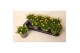 Delosperma cooperi lido yellow with eye 