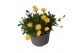 Delosperma cooperi lido yellow with eye 