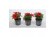 Petunia alpe tunia red Alpetunia® Red 10,5 cm 