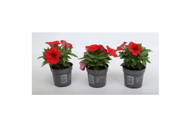 Petunia alpe tunia red Alpetunia® Red 10,5 cm 