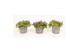 Delosperma cooperi lido magenta