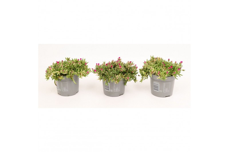 Delosperma cooperi lido magenta 