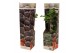 Ficus carica 