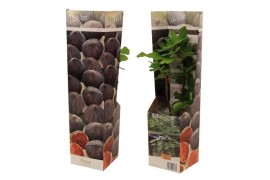 Ficus carica
