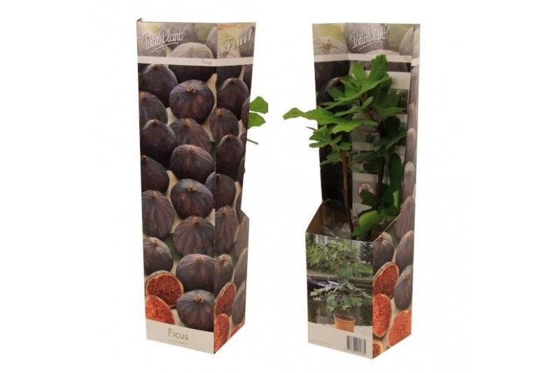 Ficus carica 