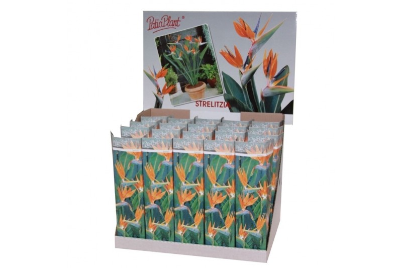 Strelitzia reginae 