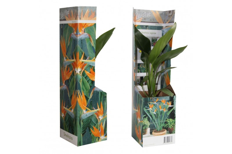 Strelitzia reginae 