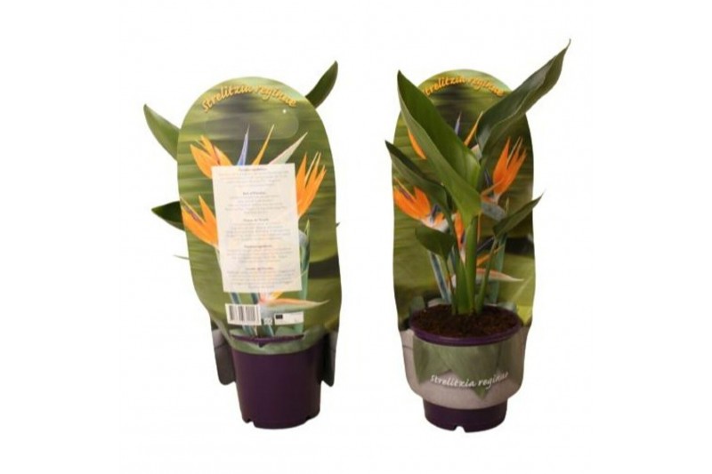 Strelitzia reginae 