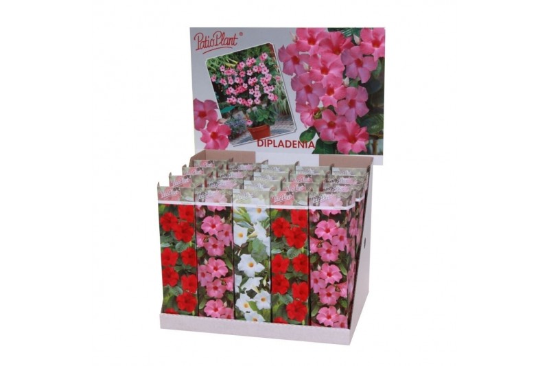 Mandevilla dipladenia mix 