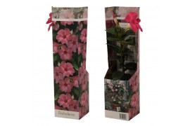 Mandevilla Dipladenia roze
