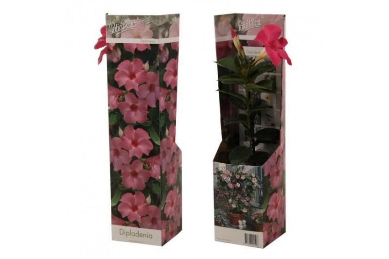 Mandevilla Dipladenia roze 