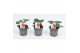 Fragaria Red Summer Breeze 