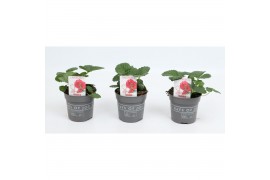Fragaria Red Summer Breeze