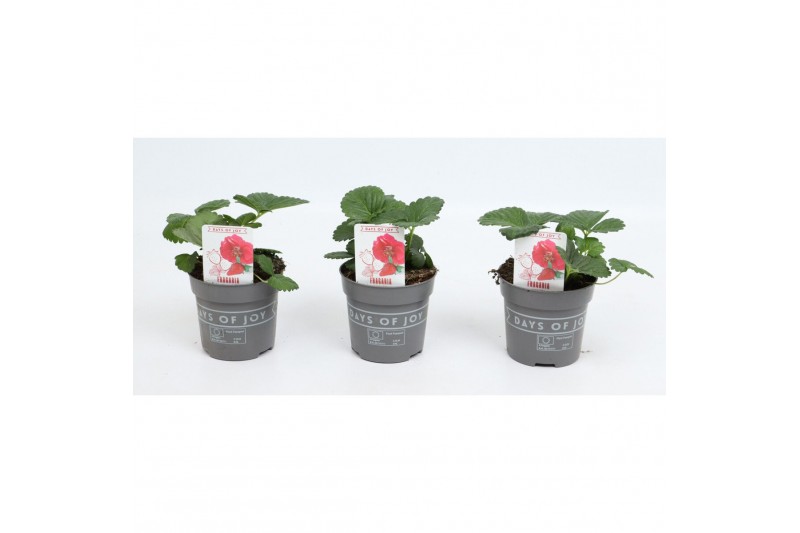Fragaria Red Summer Breeze 