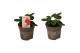 Fragaria Red Summer Breeze 