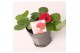 Fragaria Red Summer Breeze 