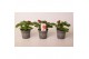 Fragaria Red Summer Breeze 