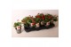 Fragaria Red Summer Breeze 