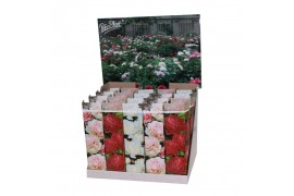 Paeonia mix