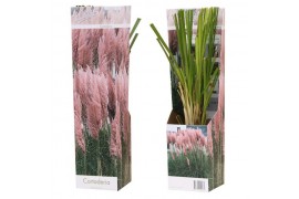 Cortaderia selloana pampas rosea roze