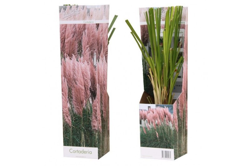 Cortaderia selloana pampas rosea roze 