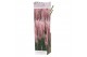 Cortaderia selloana pampas rosea roze 