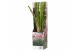 Cortaderia selloana pampas rosea roze 