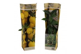 Citrus sinensis limon citroen