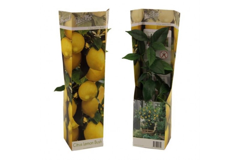Citrus sinensis limon citroen 