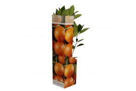 Citrus sinensis mitis calamondin
