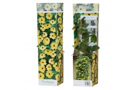 Thunbergia alata lemon star geel