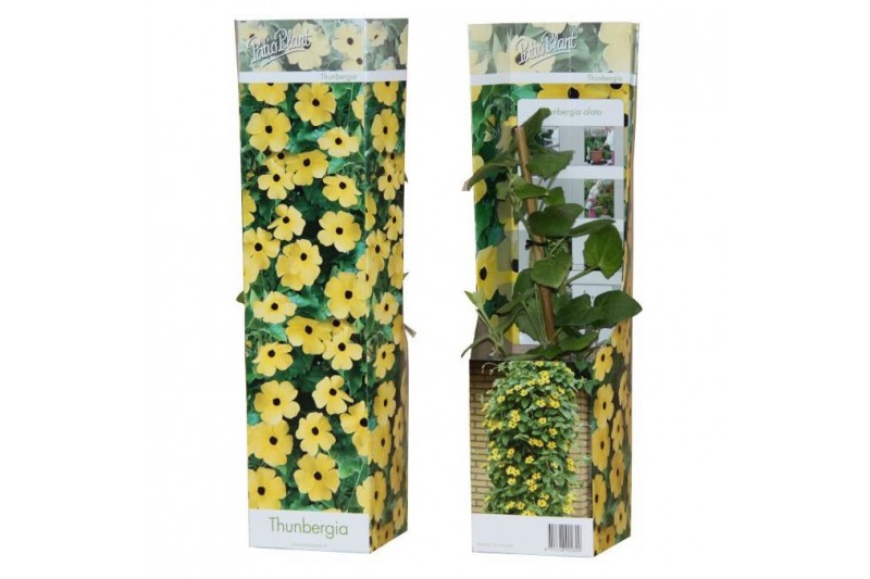 Thunbergia alata lemon star geel 