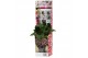 Pelargonium graveolens mix Anti-Mosquito 