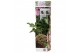 Pelargonium graveolens mix Anti-Mosquito 