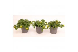 Sanvitalia picador yellow