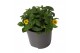 Sanvitalia picador yellow 