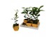 Citrus sinensis mitis calamondin in keramiek 