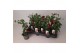 Thunbergia alata arizona glow rood 