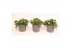 Delosperma cooperi Delosperma Lido White 