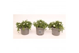 Delosperma cooperi Delosperma Lido White