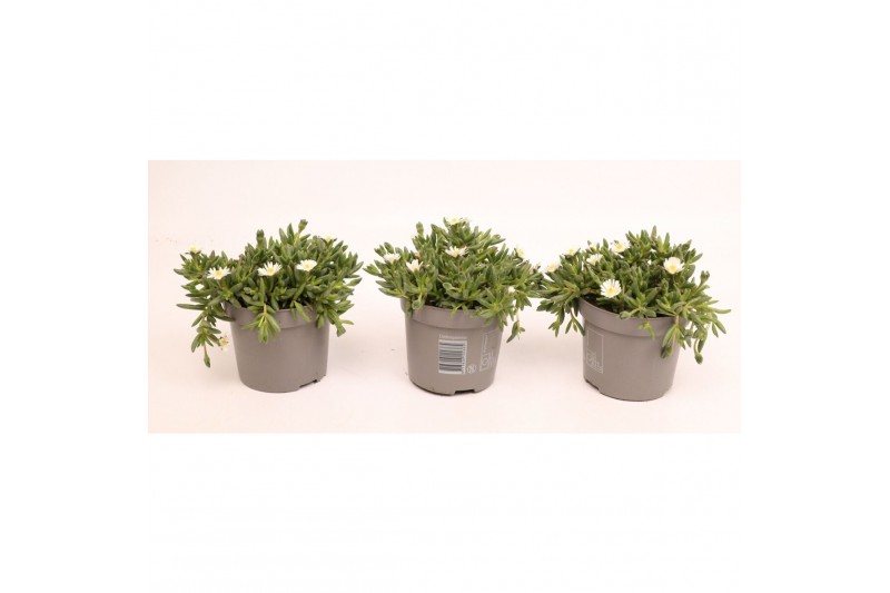 Delosperma cooperi Delosperma Lido White 