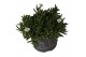 Delosperma cooperi Delosperma Lido White 