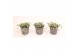 Dichondra argentea silver falls 