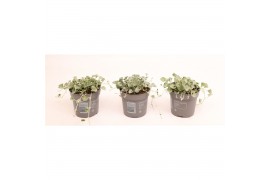 Dichondra argentea silver falls