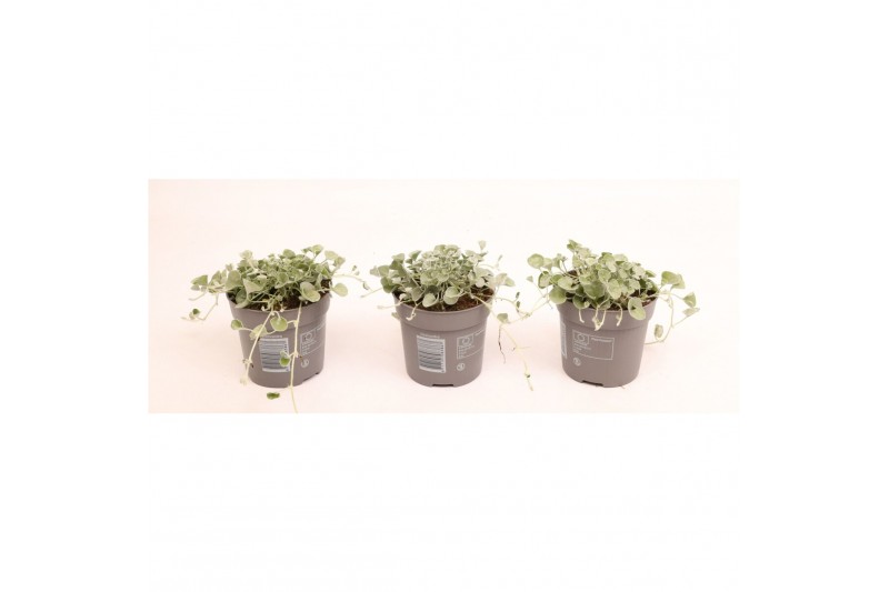 Dichondra argentea silver falls 