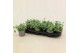Dichondra argentea silver falls 